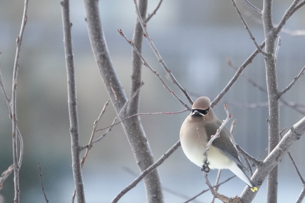 Cedar Waxwing - ML613961440