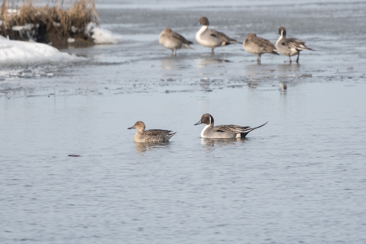 Northern Pintail - ML613961462