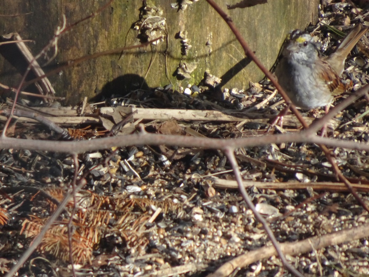 White-throated Sparrow - ML613961536