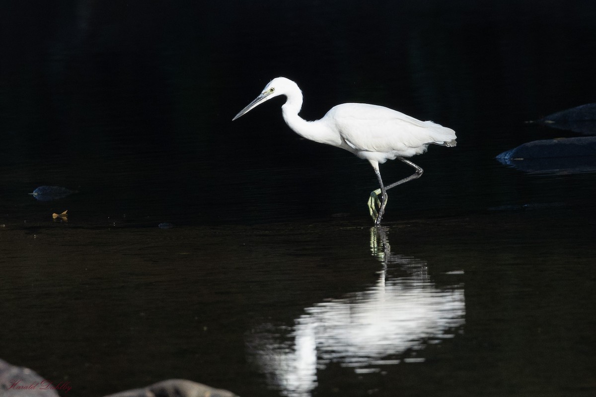 Little Egret - ML613961550