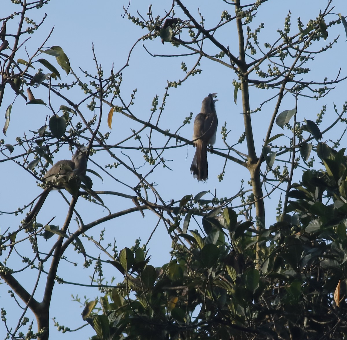 Indian Gray Hornbill - Savio Fonseca (www.avocet-peregrine.com)