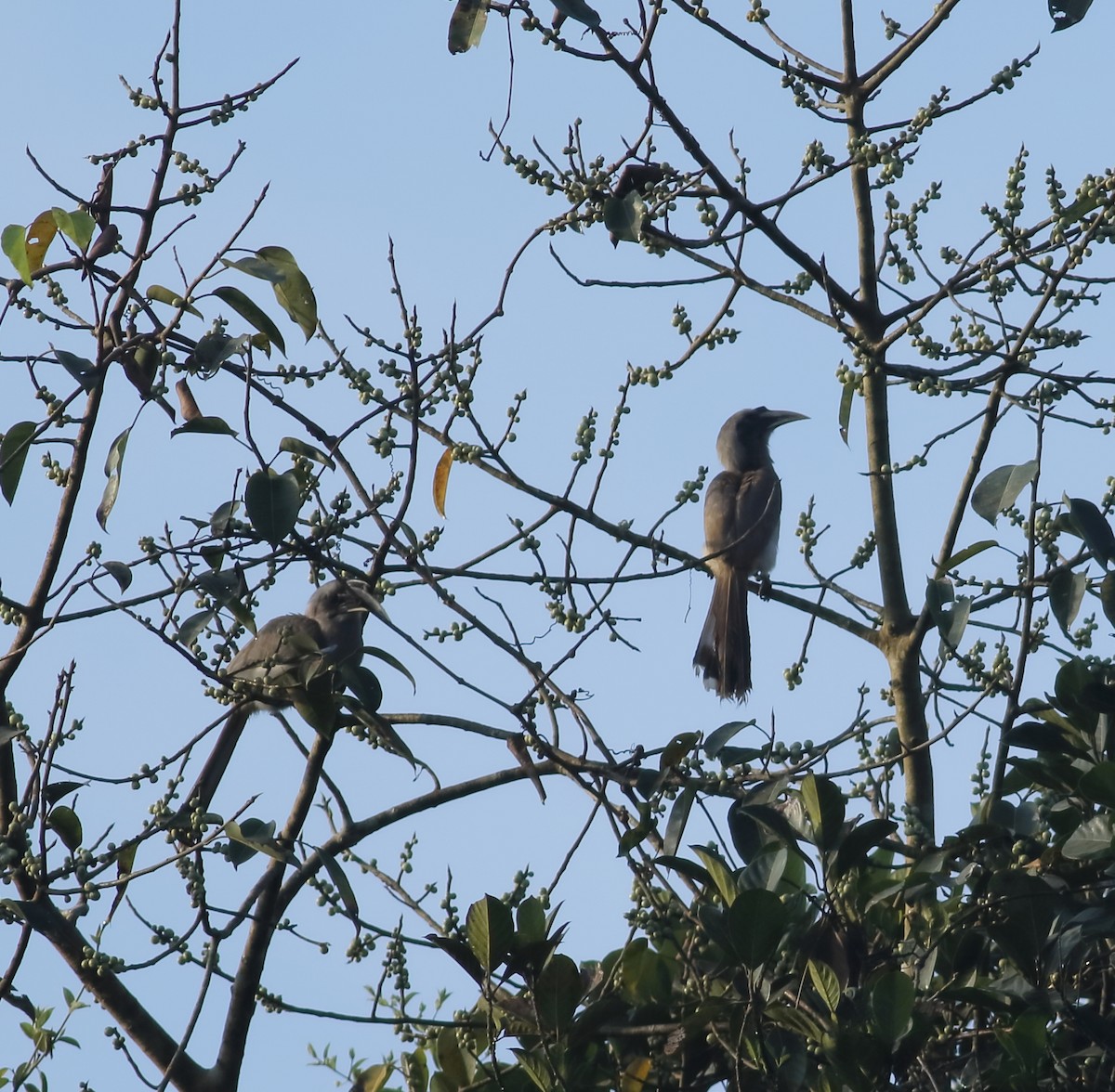 Indian Gray Hornbill - Savio Fonseca (www.avocet-peregrine.com)