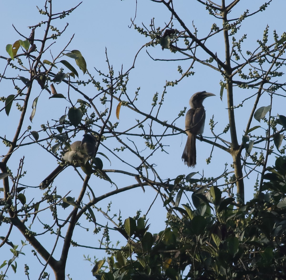 Indian Gray Hornbill - Savio Fonseca (www.avocet-peregrine.com)