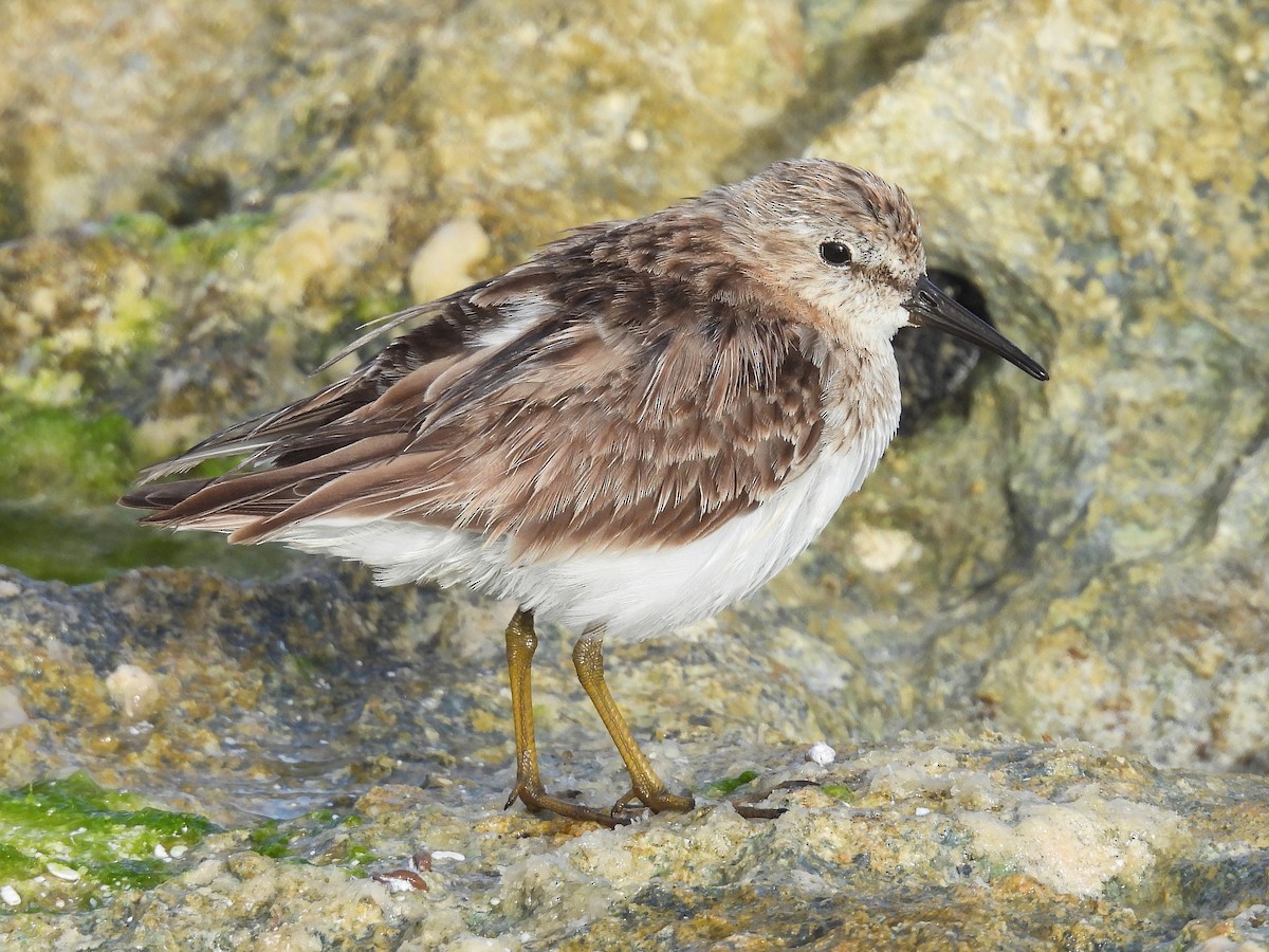 Least Sandpiper - Pablo García (PGR)