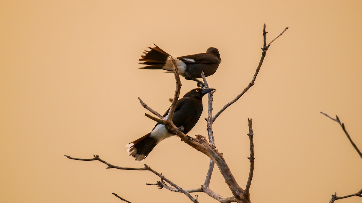 Pied Currawong - ML613961756