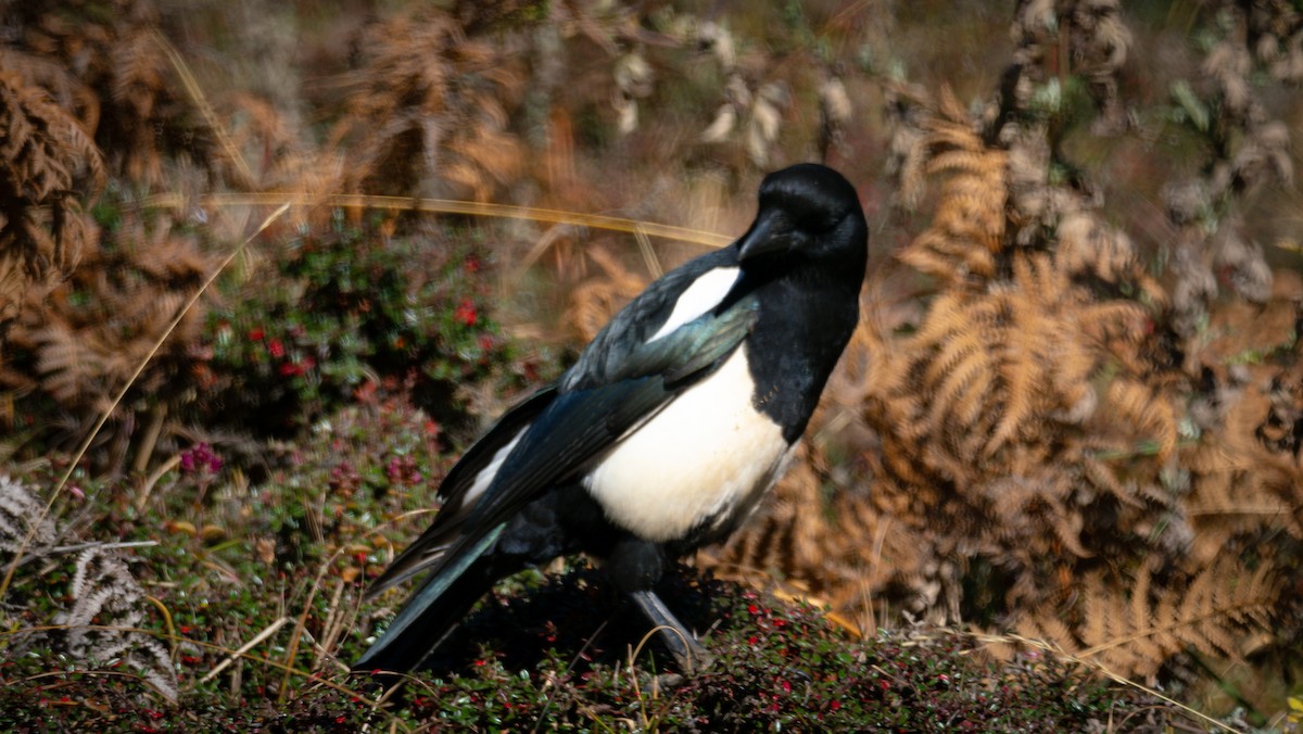 Black-rumped Magpie - ML613961898