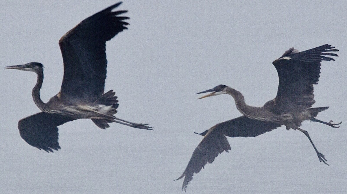 Great Blue Heron - Jason C. Martin