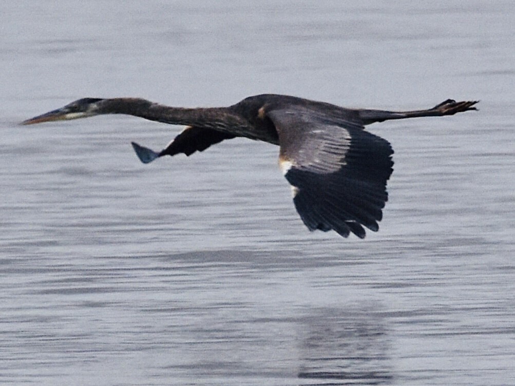 Great Blue Heron - ML613961966