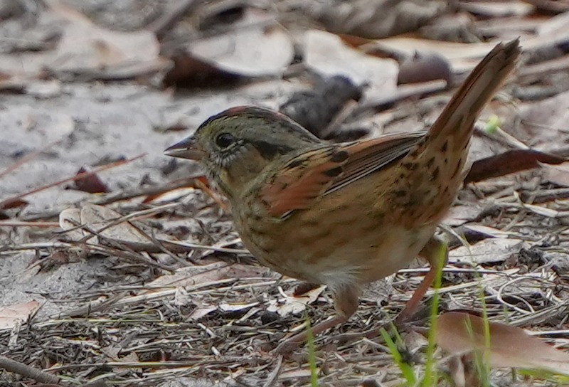 Swamp Sparrow - ML613961977