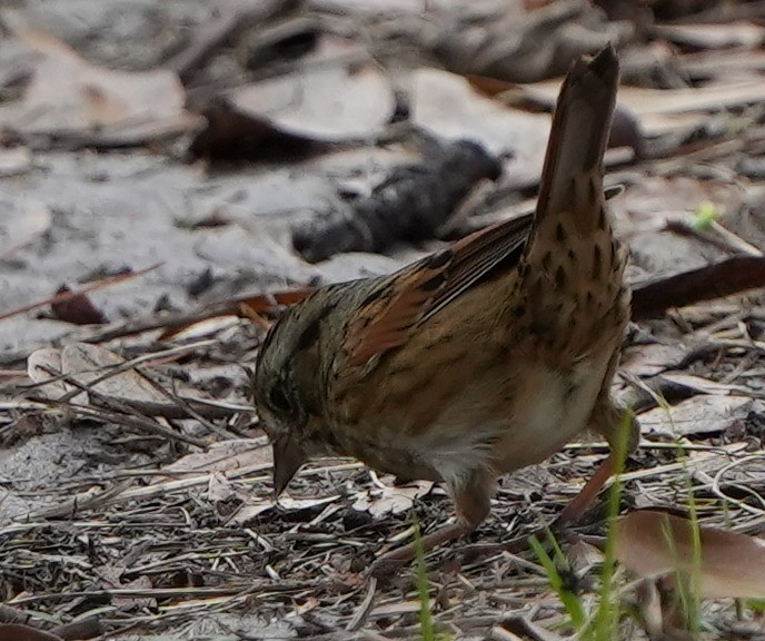 Swamp Sparrow - ML613961995