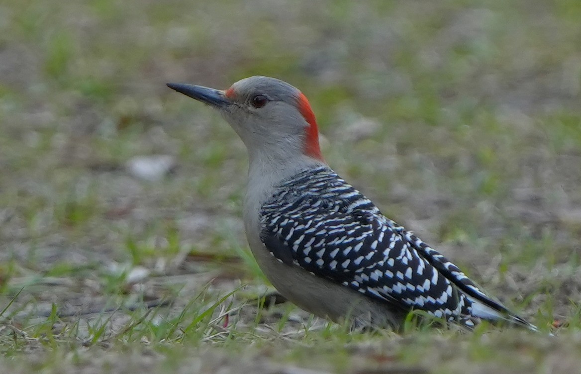 Red-bellied Woodpecker - ML613962009