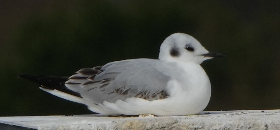 Bonaparte's Gull - Dave Bowman