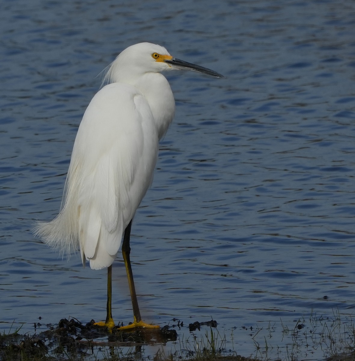 Snowy Egret - ML613962045