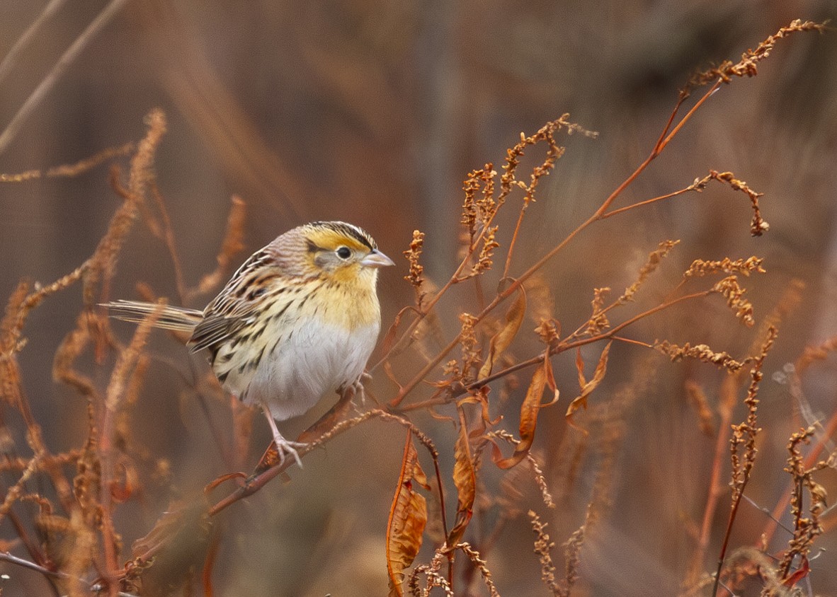 LeConte's Sparrow - ML613962047