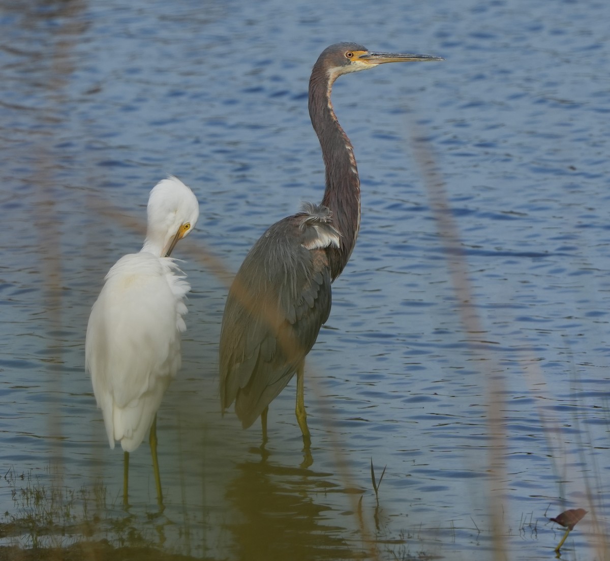 Tricolored Heron - ML613962069