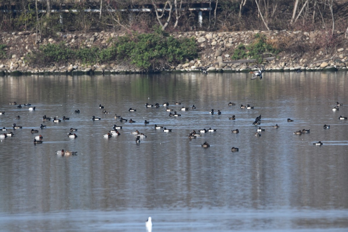 Eurasian Wigeon - 品諭 陳