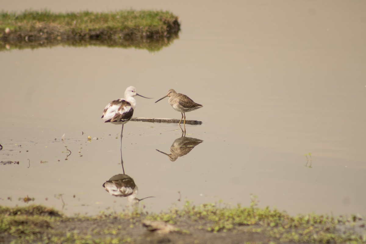 Long-billed Dowitcher - ML613962098