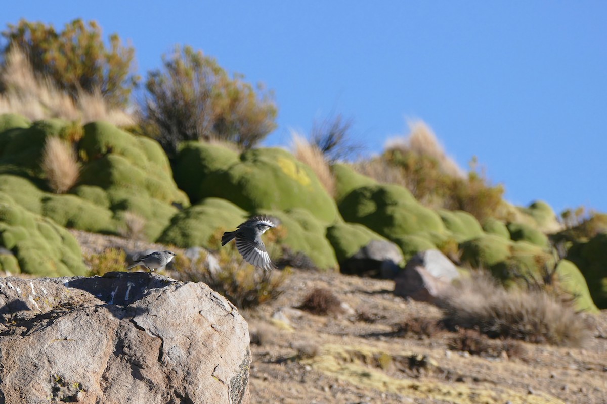 Glacier Finch - ML613962217