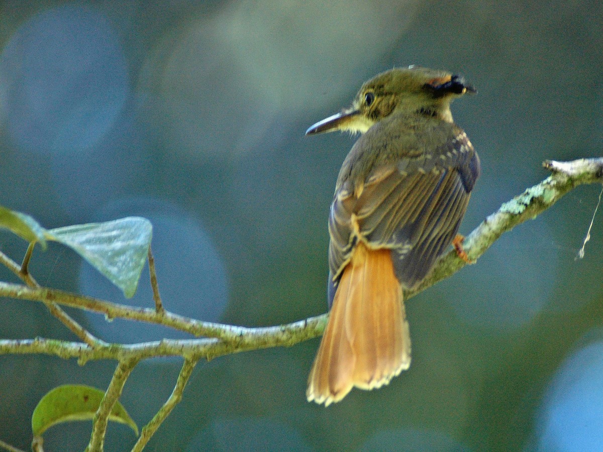 Tropical Royal Flycatcher - Joel McNeal