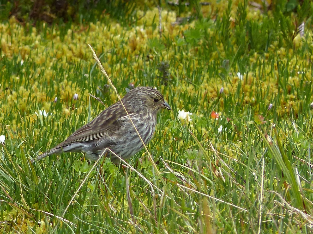 Plumbeous Sierra Finch - ML613962321