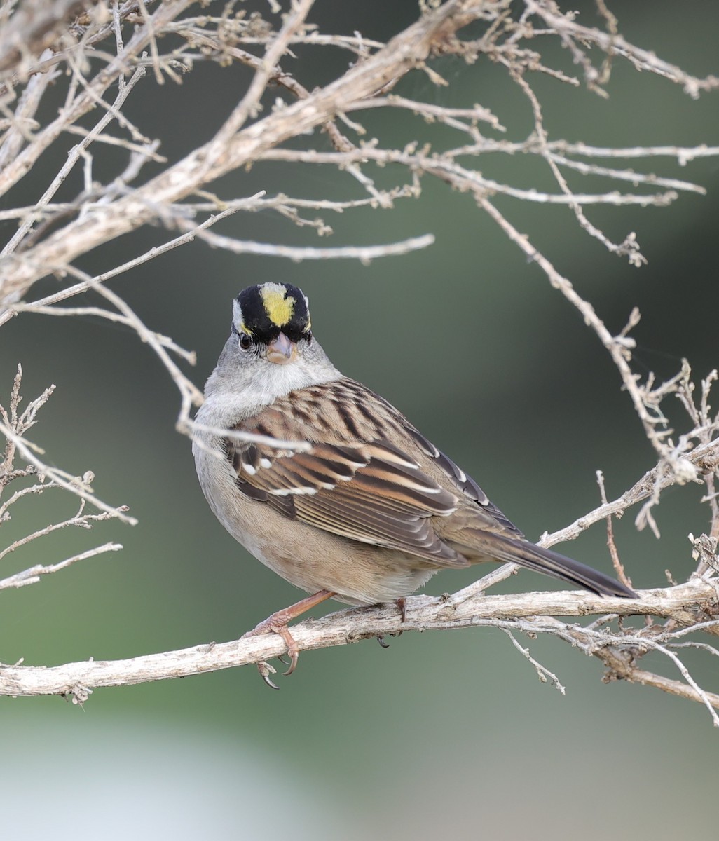 White-crowned x Golden-crowned Sparrow (hybrid) - ML613962376