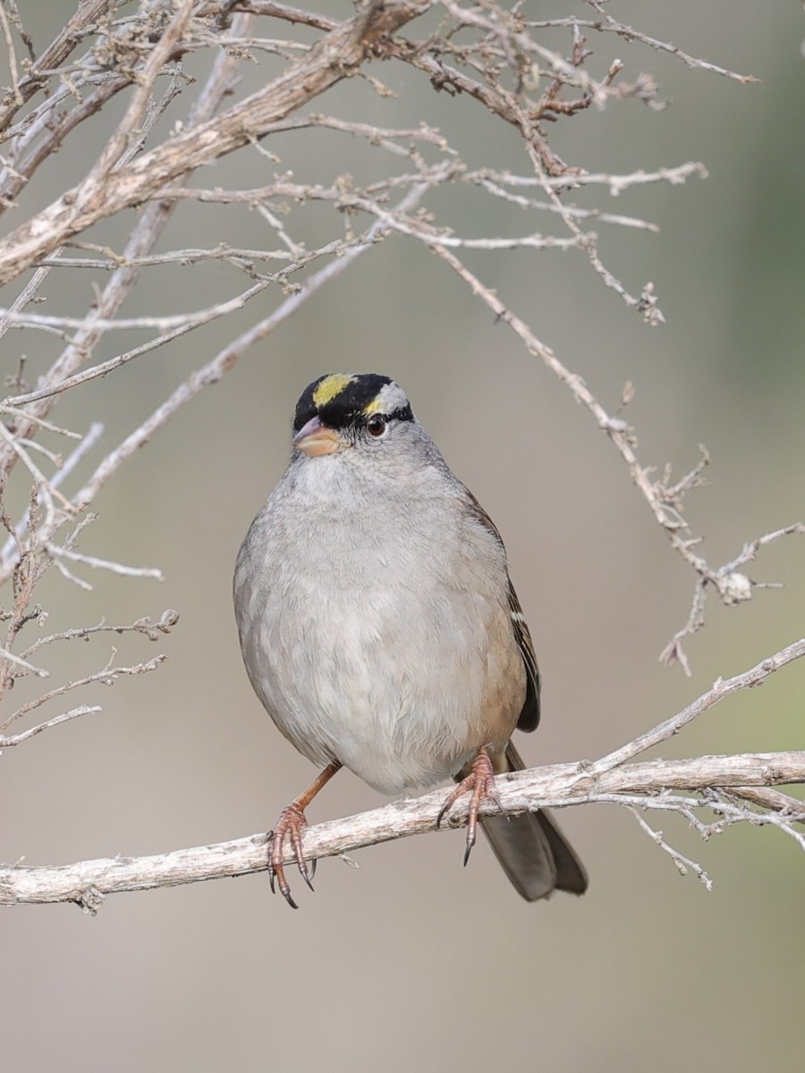 White-crowned x Golden-crowned Sparrow (hybrid) - ML613962383