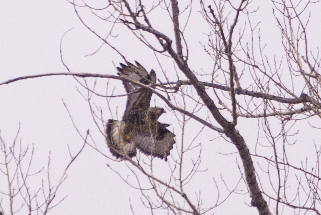 Rough-legged Hawk - ML613962404