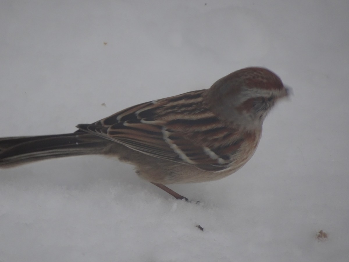American Tree Sparrow - ML613962562