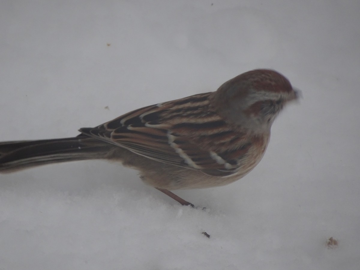 American Tree Sparrow - Peggy Blair