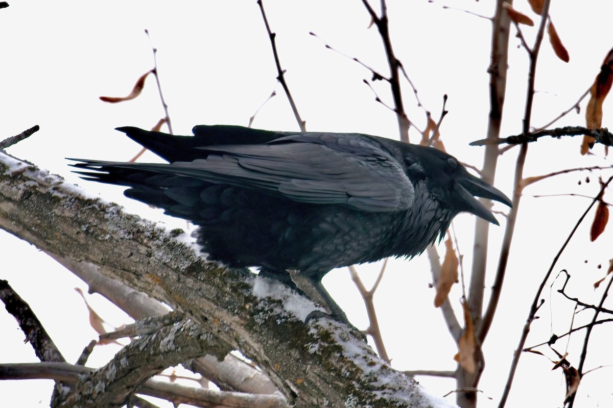 Common Raven - ML613962675