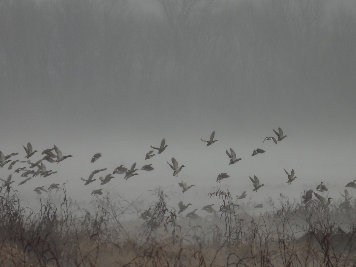 Gadwall - Cindy Leffelman