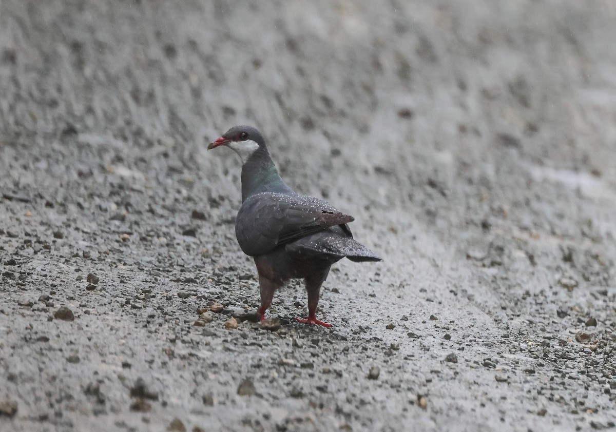 Metallic Pigeon - ML613962692