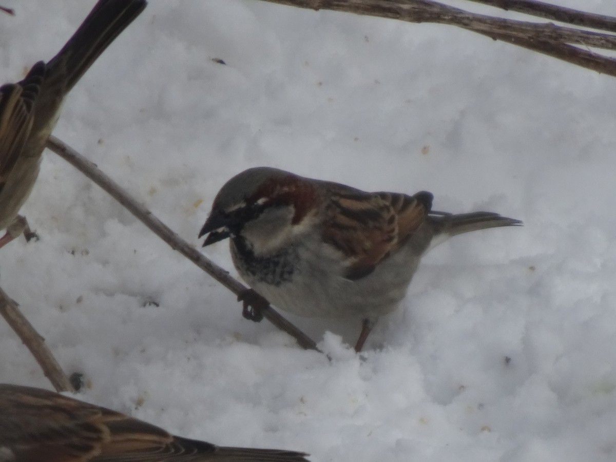 House Sparrow - Peggy Blair