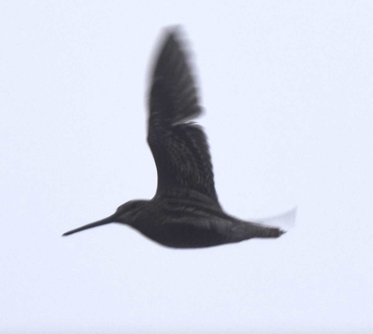 Wilson's Snipe - ML613962815