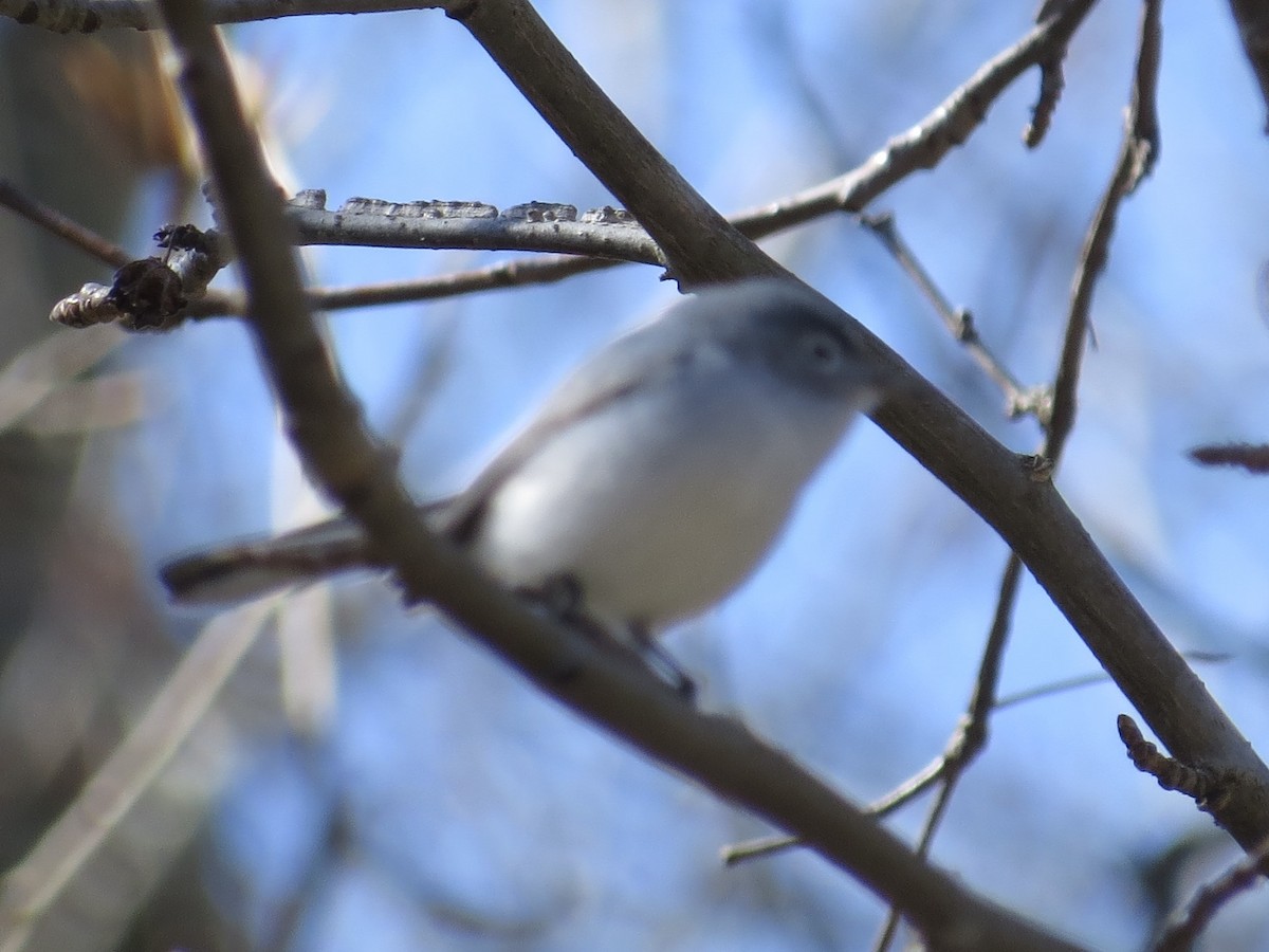 Blue-gray Gnatcatcher - ML613962852