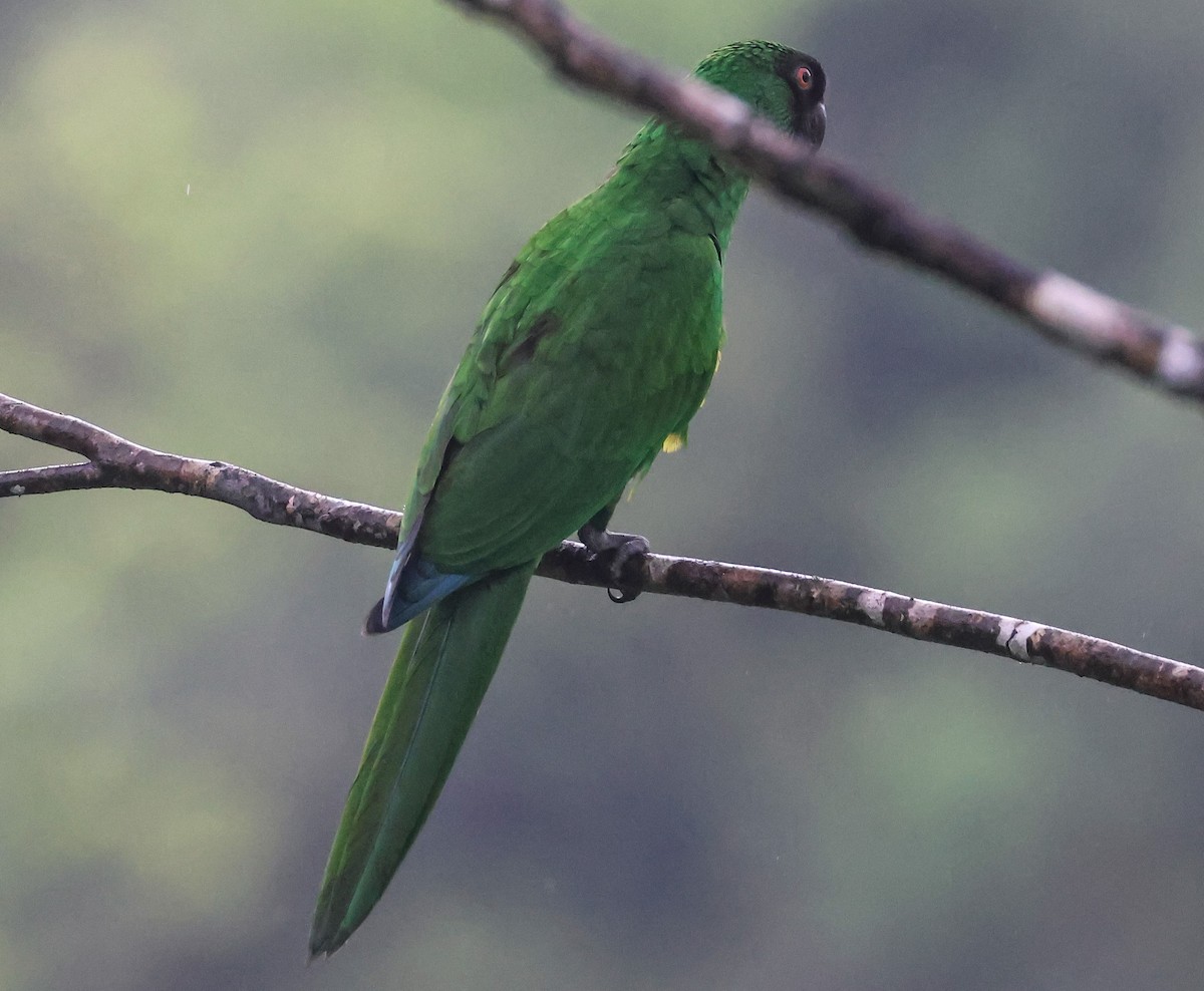 Masked Shining-Parrot - Pam Rasmussen