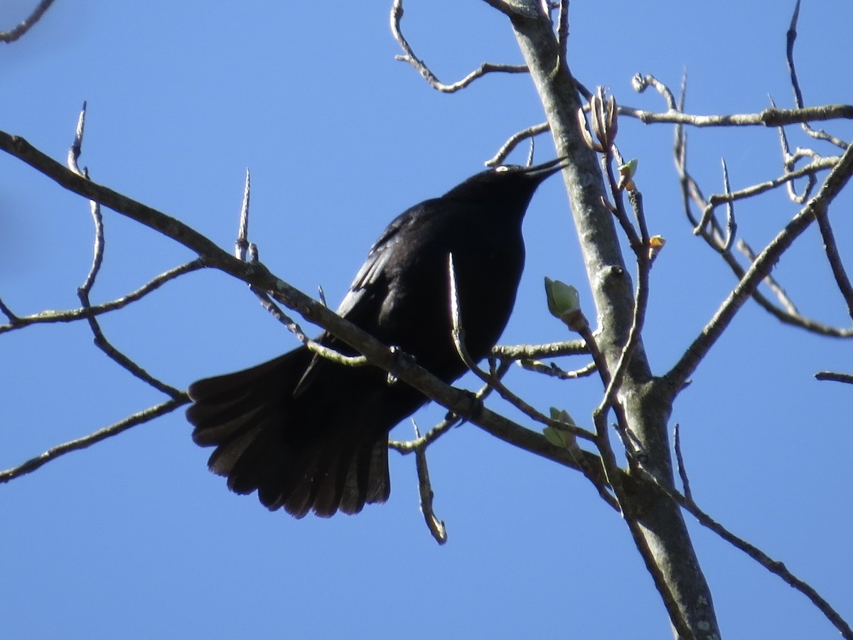 Rusty Blackbird - ML613962867