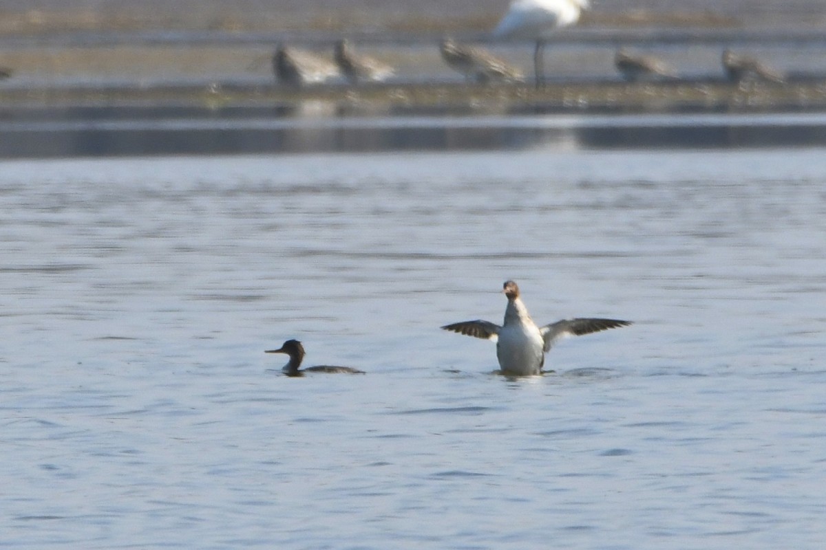 Red-breasted Merganser - ML613962870