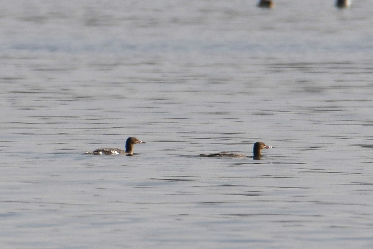 Red-breasted Merganser - ML613962871