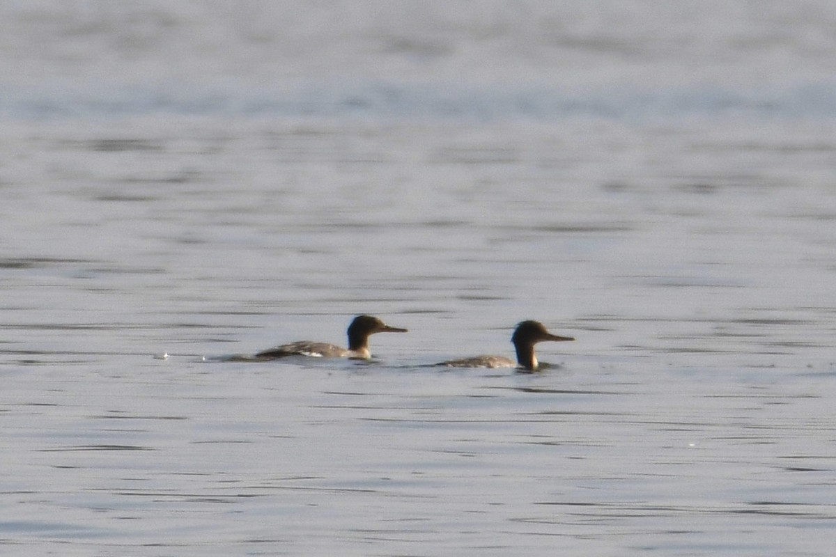 Red-breasted Merganser - ML613962872