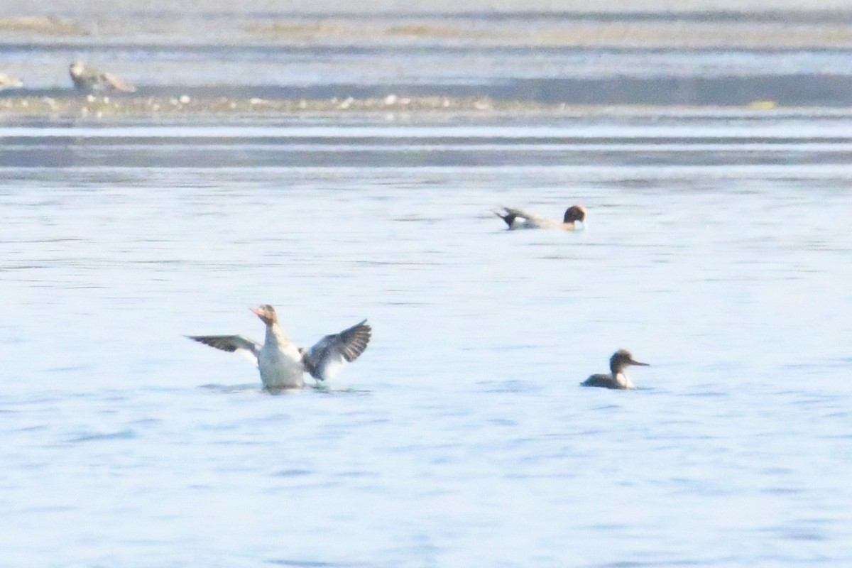 Red-breasted Merganser - ML613962873