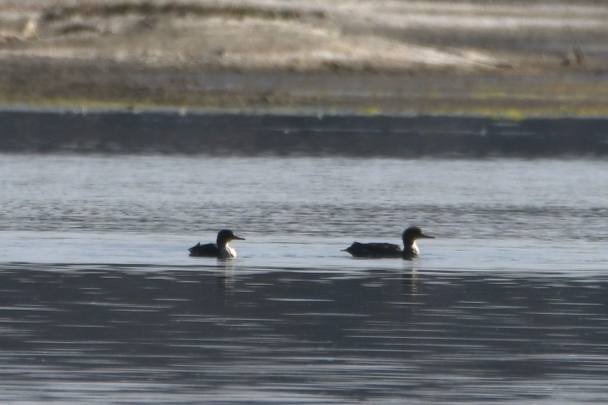 Red-breasted Merganser - ML613962876