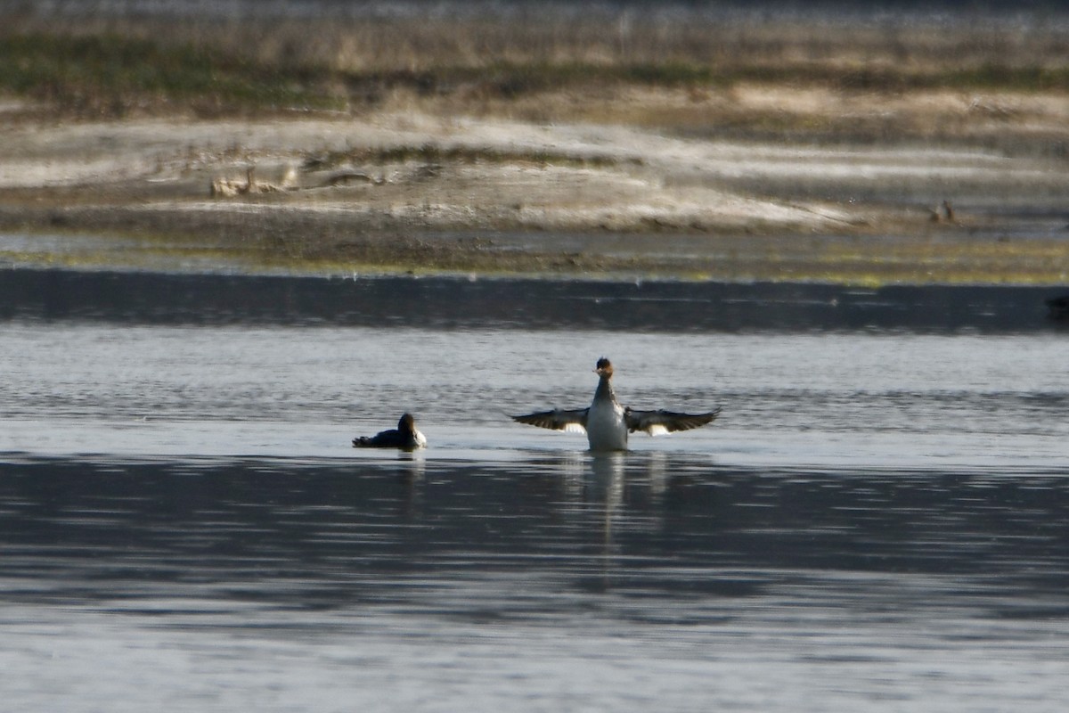 Red-breasted Merganser - ML613962878