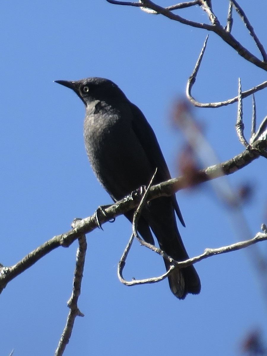 Rusty Blackbird - ML613962891