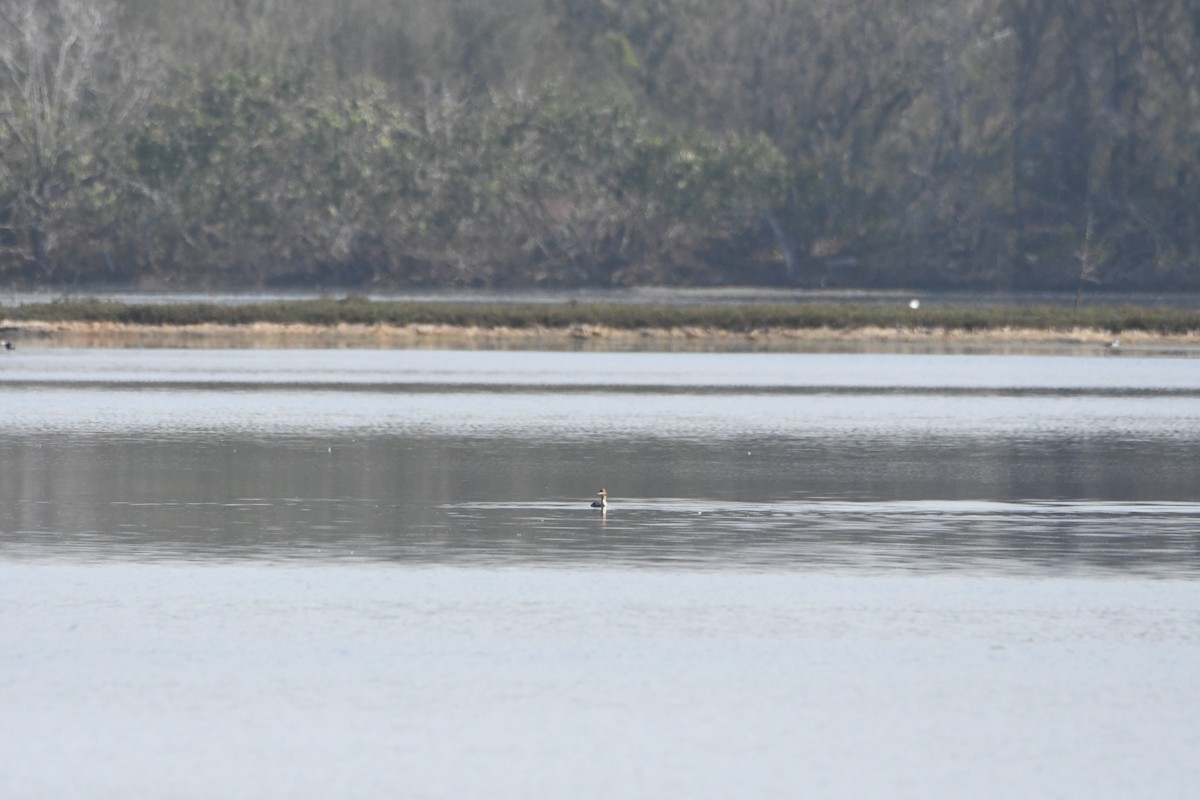 Red-breasted Merganser - ML613962996