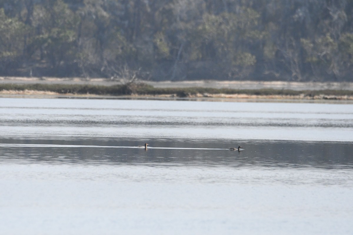 Red-breasted Merganser - ML613963021