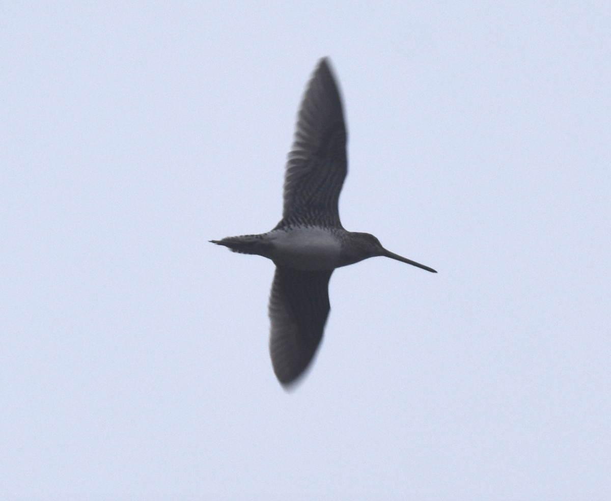 Wilson's Snipe - ML613963036