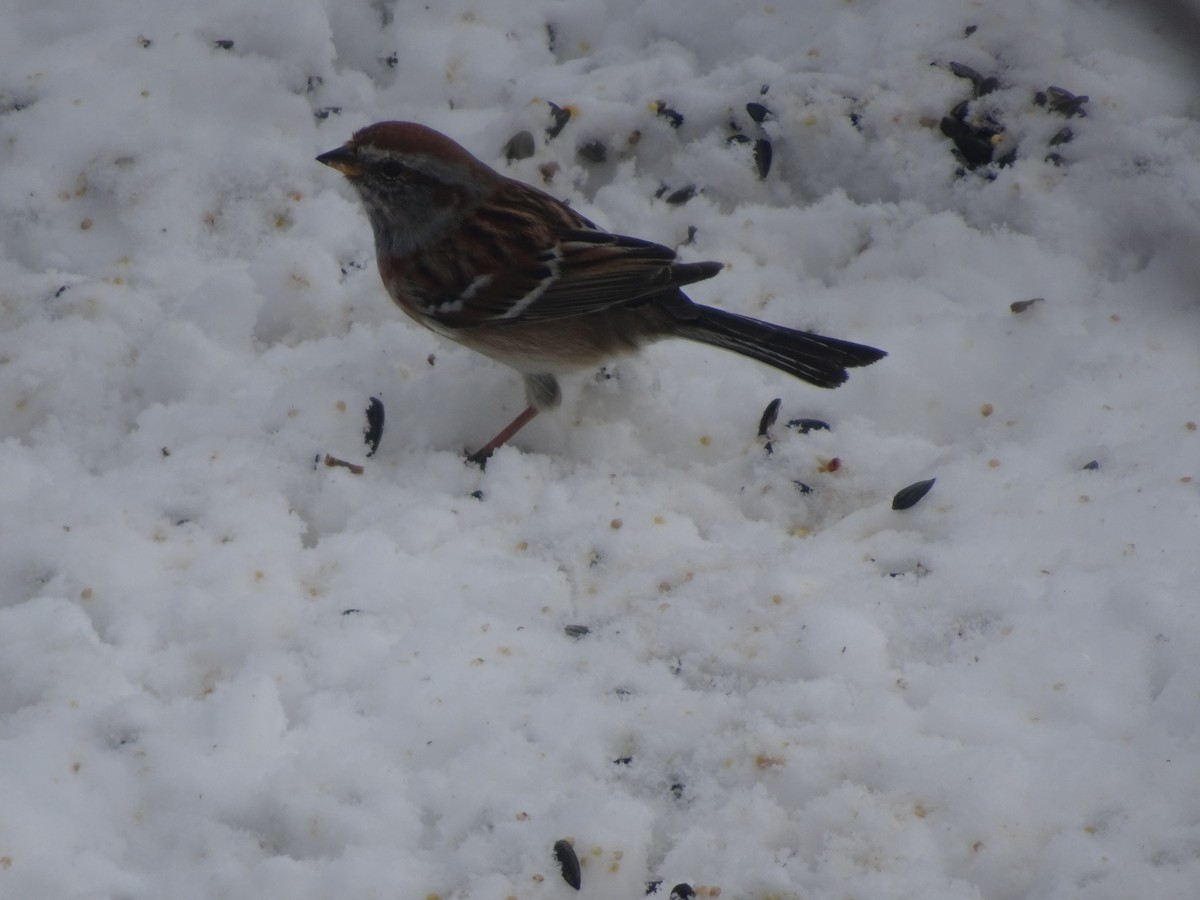 American Tree Sparrow - ML613963079