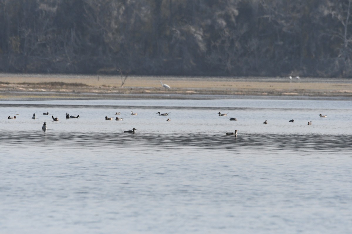 Red-breasted Merganser - 品諭 陳