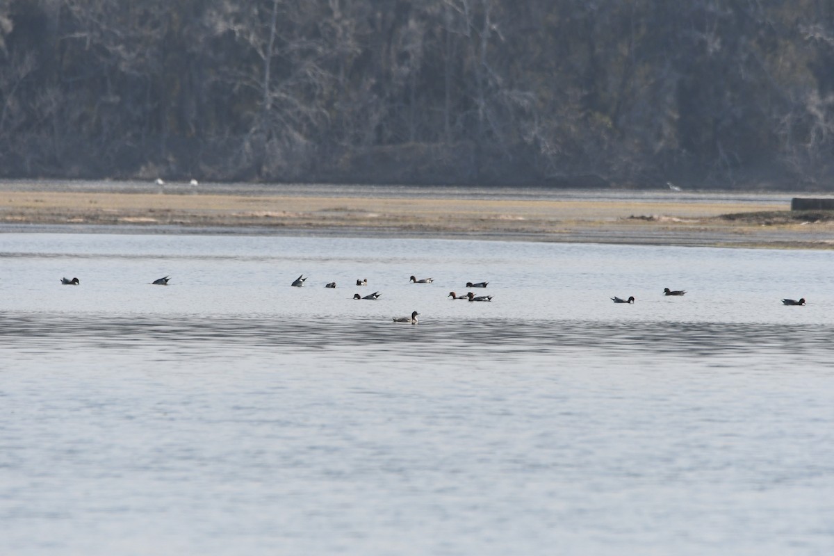 Red-breasted Merganser - ML613963105